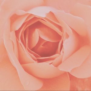 Meet your Posher, Marisa